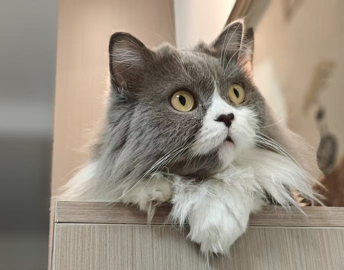 Orla, a grey and white cat